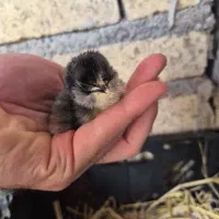 تخم نطفه دار گلین لری اصل|حیوانات مزرعه|رودبنه, |دیوار