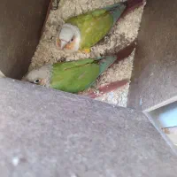 یک جفت گرینچیک مولد