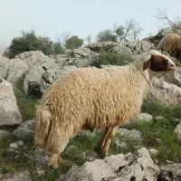 قوچ|حیوانات مزرعه|کوزران, |دیوار
