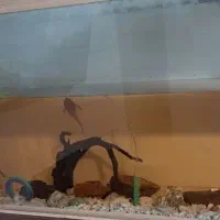 آکواریوم بزرگ|ماهی|تهران, مسعودیه|دیوار