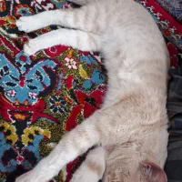 گربه نژاد دی اس اچ|گربه|قائم‌شهر, |دیوار