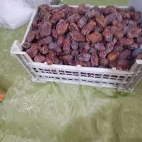 خرمای کبکاب