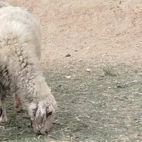 میش بومی افشاری