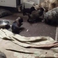 سگ پاکوتاه|سگ|گرگان, |دیوار