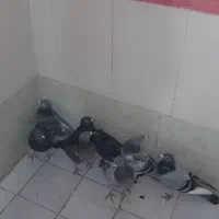 کبوتر سبز همه ضربه