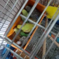 مرق عشق|پرنده|شاهین‌شهر, شهرک میلاد|دیوار