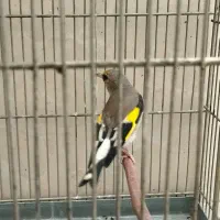 سهره داغسر رسمی دورگ کرمانی|پرنده|ری, شهید غیوری (ابن باویه)|دیوار