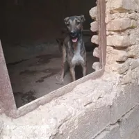 توله اصیل