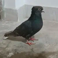 مشکی دم سفید ماده|پرنده|جغتای, |دیوار