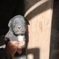 توله قهدریجانی (قدرجونی ) خالص  شش دانگ