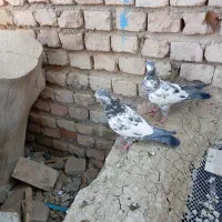 کبوتر|پرنده|ایرانشهر, |دیوار