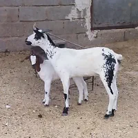 2 عدد بز کهره دار و آبستن