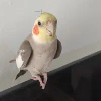 عروس هلندی نر|پرنده|قزوین, |دیوار