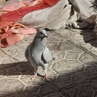 کفتر سبز کلاغ و نارپشت دم سیاه|پرنده|کرمان, |دیوار