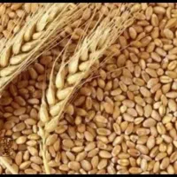 فروش گندم پیشگام