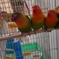 طوطی مولدکارداده خونگی دستی دوتومن