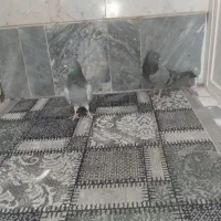 کفتر سبز دوخط و ماده سین دم سیاه|پرنده|قم, نیروگاه|دیوار