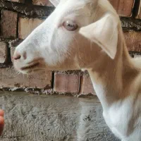 گوسفند پاکستانی وشیرا|حیوانات مزرعه|زرند, |دیوار