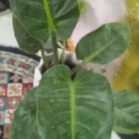 گل کم آب کم نور|گل و گیاه طبیعی|بروجرد, |دیوار