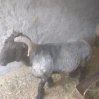 فروش بره قوچ مرغوب بختیاری و عربی|حیوانات مزرعه|مهریز, |دیوار