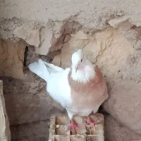 یک عدد طوقی