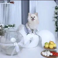 سگ پامر روباهی سایز ریز