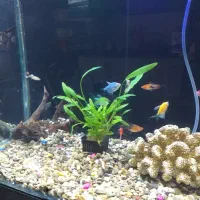 فروش آکواریوم|ماهی|بیجار, |دیوار