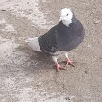 کبوتر پرشی|پرنده|نوشین شهر, |دیوار