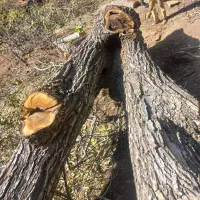 فروش چوب گردو قدیمی قهوه ای|عمده‌فروشی|مزایجان, |دیوار