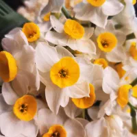 فروش گل نرگس شهلا و شصت پر