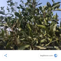 فروش درخت در باغ  چوب لیموشیرین