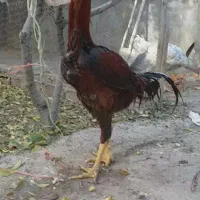 پرنده کفتر خروس افقان