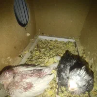 فروش جوجه عروس هلندی آلبینو و وایت فیس|پرنده|آبادان, |دیوار