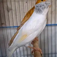 ماده قناری.  .     سفید کاکلی|پرنده|شیراز, پودنک|دیوار