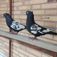 کفتر سینه ای