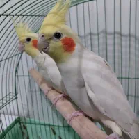 جفت عروس لوتینو مولد واقعی