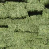 خریدار یونجه خشک
