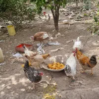 3عدد خروس4مرغ