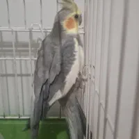 عروس هلندی نر