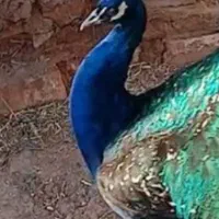 طاووس