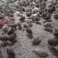 فروش  بلدرچین کشتار شده و تخم گذار ۶۰تومان|حیوانات مزرعه|اطاقور, |دیوار