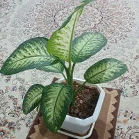 گل وگیاه طبیعی دیفن