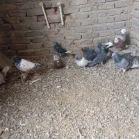 کبوتر|پرنده|جوکار, |دیوار