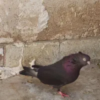 چشنوک نرو ماده