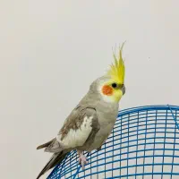 عروس هلندی نر
