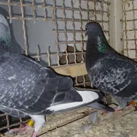 آردون|پرنده|شادگان, |دیوار