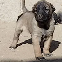 واگذاری توله سگ سرابی نروماده