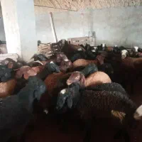 بره|حیوانات مزرعه|فرمهین, |دیوار