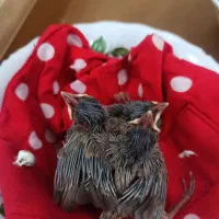 جوجه قناری دوم زرد یک ماه