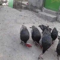 فروش بوقلمون برنزی|حیوانات مزرعه|میانه, |دیوار